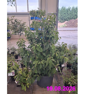 Callicarpa bodinieri giraldii C 40 L